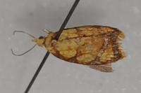 Acleris bergmanniana