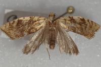 Aleimma loeflingiana