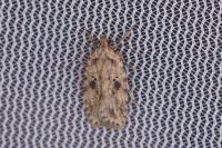 Agonopterix arenella