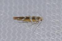 Argyresthia goedartella
