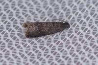 Grapholita funebrana