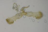 Grapholita funebrana