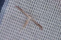 Stenoptilia zophodactyla