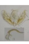 Stenoptilia zophodactyla