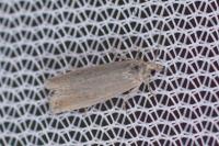 Bactra lancealana