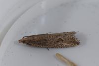Bactra lancealana