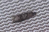 Grapholita funebrana