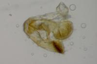 Grapholita funebrana