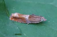 Epinotia tenerana