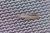 Coleophora adelogrammella