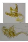 Coleophora adelogrammella