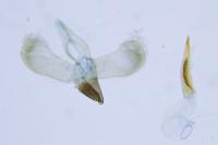 Caloptilia robustella