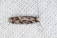 Nemapogon agenjoi