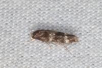 Mompha subbistrigella