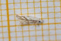 Bucculatrix albedinella