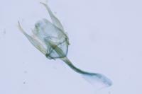 Bucculatrix albedinella