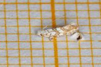 Phyllonorycter acerifoliella
