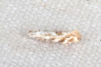 Bucculatrix bechsteinella