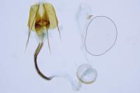 Coleophora adspersella