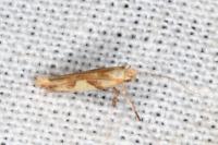 Caloptilia honoratella