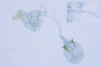 Caloptilia honoratella