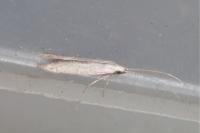 Coleophora hemerobiella