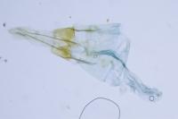 Coleophora hemerobiella