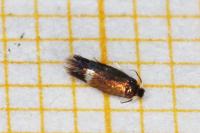 Stigmella ulmivora