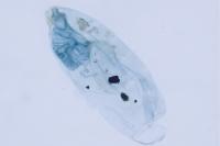 Stigmella ulmivora