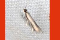 Coptotriche angusticollella