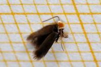 Stigmella suberivora/ilicifoliella
