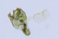 Stigmella suberivora/ilicifoliella