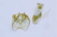 Stigmella suberivora/ilicifoliella