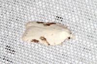 Acleris kochiella