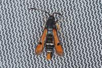 Pyropteron chrysidiforme