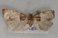 Notocelia roborana
