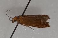 Lathronympha strigana