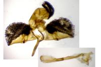 Bembecia astragali