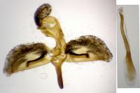 Bembecia albanensis