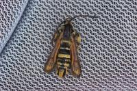 Bembecia astragali