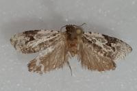 Celypha woodiana