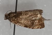 Celypha