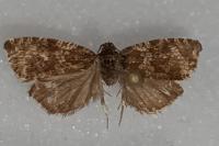 Celypha lacunana