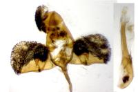 Bembecia astragali