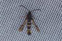 Bembecia uroceriformis