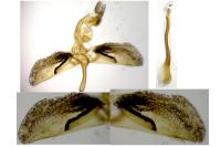 Bembecia uroceriformis