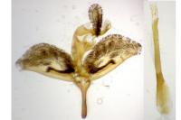 Bembecia albanensis