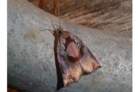 Archips podana
