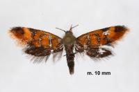 Promalactis procerella