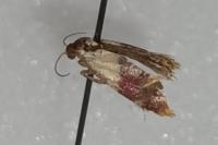 Diceratura ostrinana